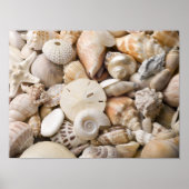 Zee Shell van Florida - Achtergrond - Aangepast ba Poster (Voorkant)