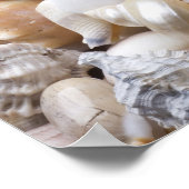 Zee Shell van Florida - Achtergrond - Aangepast ba Poster (Hoek)