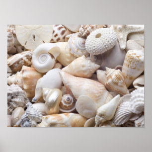 Zee Shell van Florida - Achtergrond - Aangepast ba Poster