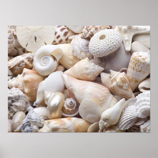Zee Shell van Florida - Achtergrond - Aangepast ba Poster (Voorkant)
