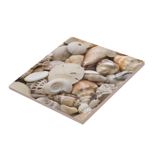 Zee Shell van Florida - Achtergrond - Aangepast ba Tegeltje (Zijkant)