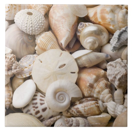 Zee Shell van Florida - Achtergrond - Aangepast ba Tegeltje (Voorkant)