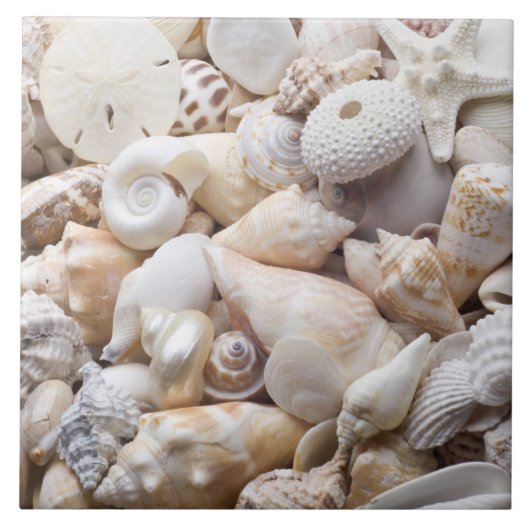 Zee Shell van Florida - Achtergrond - Aangepast ba Tegeltje (Voorkant)