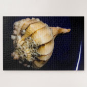 Zee Slak Shell met Barnacles Legpuzzel (Horizontaal)