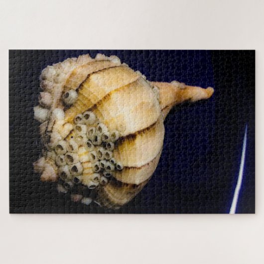 Zee Slak Shell met Barnacles Legpuzzel (Horizontaal)