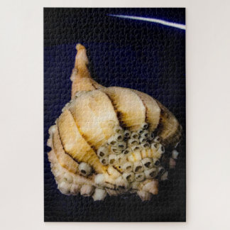 Zee Slak Shell met Barnacles Legpuzzel