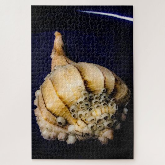 Zee Slak Shell met Barnacles Legpuzzel (Verticaal)