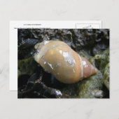 Zee Slak, Unalaska Island Briefkaart (Voorkant / Achterkant)