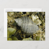 Zee Slak, Unalaska Island Briefkaart (Voorkant / Achterkant)