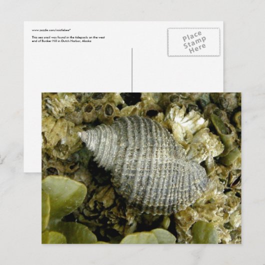 Zee Slak, Unalaska Island Briefkaart (Voorkant / Achterkant)