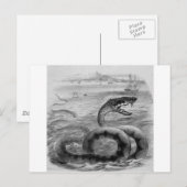 Zee slang/serpent briefkaart (Voorkant / Achterkant)