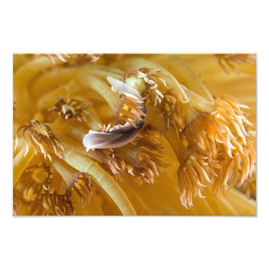 Zee Slug op geel annemon Foto Afdruk (Voorkant)