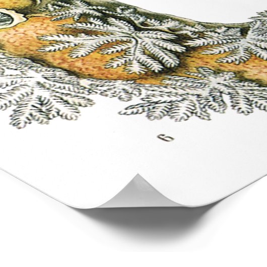  Zee Slugs en Slakken door Ernst Haeckel Poster (Hoek)