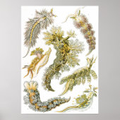  Zee Slugs en Slakken door Ernst Haeckel Poster (Voorkant)