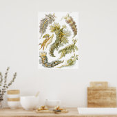  Zee Slugs en Slakken door Ernst Haeckel Poster (Keuken)