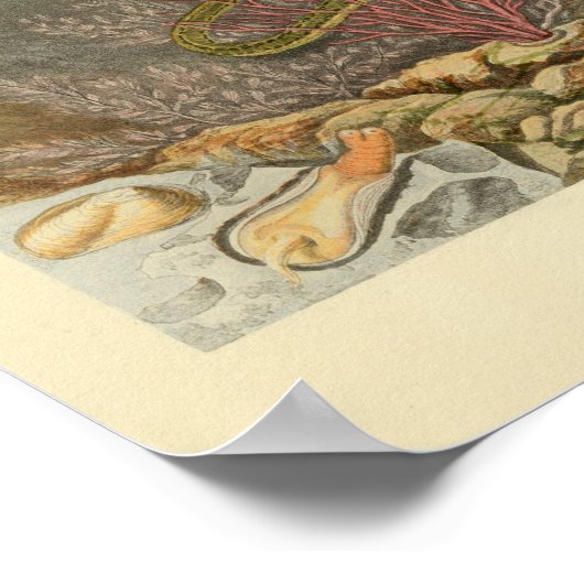 Zee Snake Coral Ocean Life Print (Hoek)