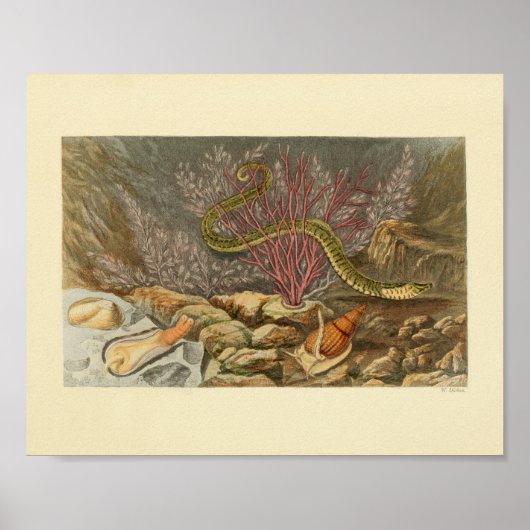 Zee Snake Coral Ocean Life Print (Voorkant)