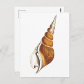 "ZEE SPINDLE"-SEASHELLEN ZEELVERZEGGENSCHAP BRIEFK BRIEFKAART (Voorkant / Achterkant)