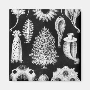 Zee Sponge-crème op zwart Magneet