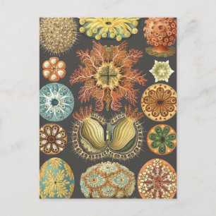  Zee Squirts Illustratie Briefkaart