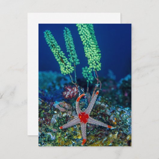 Zee Star en Tunicate Briefkaart (Voorkant / Achterkant)