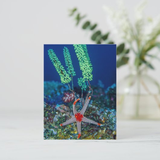 Zee Star en Tunicate Briefkaart (Staand voorkant)