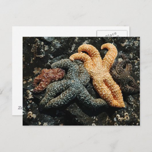 Zee Star-reeks Briefkaart (Voorkant / Achterkant)