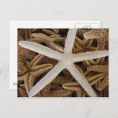 Zee sterren briefkaart (Voorkant / Achterkant)