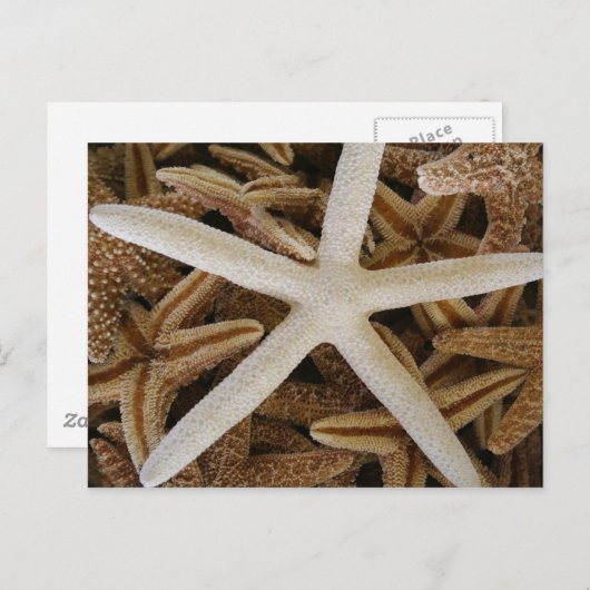 Zee sterren briefkaart (Voorkant / Achterkant)