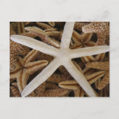 Zee sterren briefkaart (Voorkant)