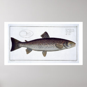 Zee Trout (Salmo Trutta) bord XXI uit Ichthyolo Poster