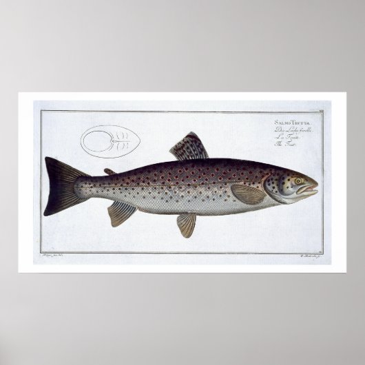 Zee Trout (Salmo Trutta) bord XXI uit Ichthyolo Poster (Voorkant)
