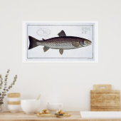 Zee Trout (Salmo Trutta) bord XXI uit Ichthyolo Poster (Keuken)