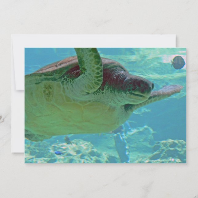 Zee Turtle (Voorkant)