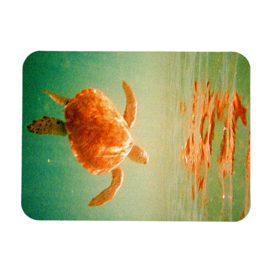 Zee Turtle 3"x4" Photo Magnet Magneet (Horizontaal)