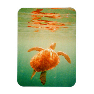 Zee Turtle 3"x4" Photo Magnet Magneet