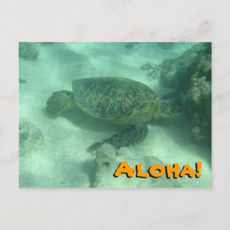 Zee Turtle Aloha uit het Briefkaart Hawaï