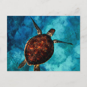 Zee Turtle Beauty Briefkaart