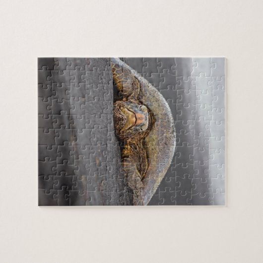 Zee Turtle Black Sand Beach Hawaii 8x10 - 110 pc Legpuzzel (Horizontaal)