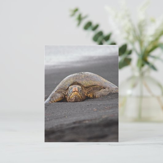 Zee Turtle - Black Sand Beach - Hawaii Briefkaart (Staand voorkant)