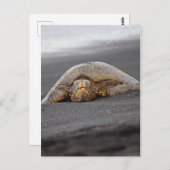 Zee Turtle - Black Sand Beach - Hawaii Briefkaart (Voorkant / Achterkant)