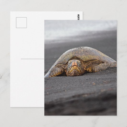 Zee Turtle - Black Sand Beach - Hawaii Briefkaart (Voorkant / Achterkant)