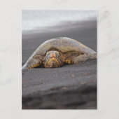 Zee Turtle - Black Sand Beach - Hawaii Briefkaart (Voorkant)