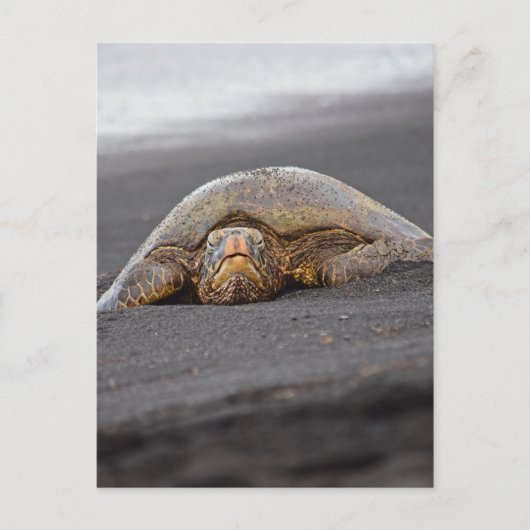 Zee Turtle - Black Sand Beach - Hawaii Briefkaart (Voorkant)