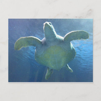Zee Turtle Briefkaart
