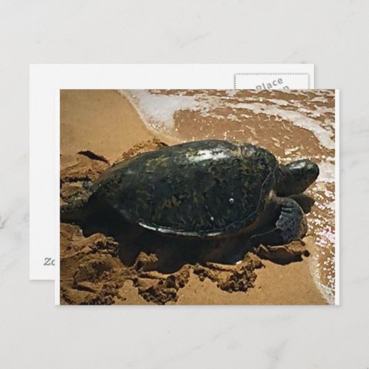 Zee Turtle Briefkaart (Voorkant / Achterkant)