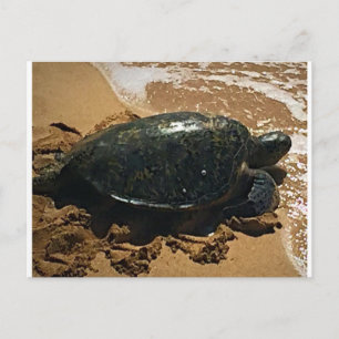 Zee Turtle Briefkaart