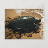 Zee Turtle Briefkaart (Voorkant)