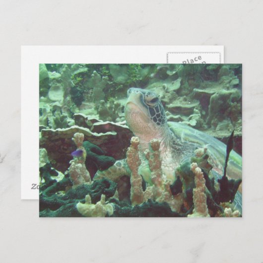 Zee Turtle Briefkaart (Voorkant / Achterkant)