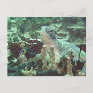 Zee Turtle Briefkaart